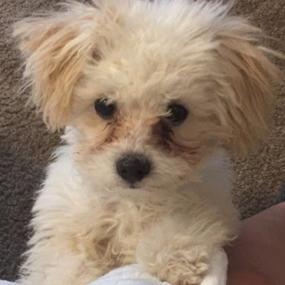 Meet your Posher, Cassidy - Picture 5 of 5